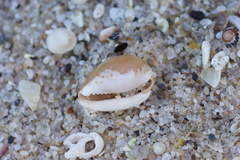 Notocypraea angustata