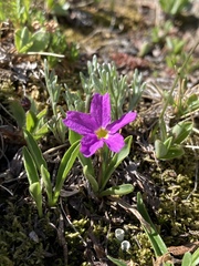 Primula angustifolia
