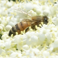 Apis mellifera