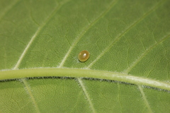 Ceratomia undulosa