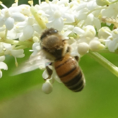 Apis mellifera