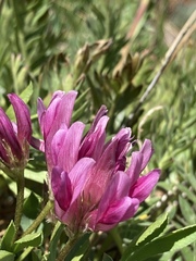 Trifolium parryi