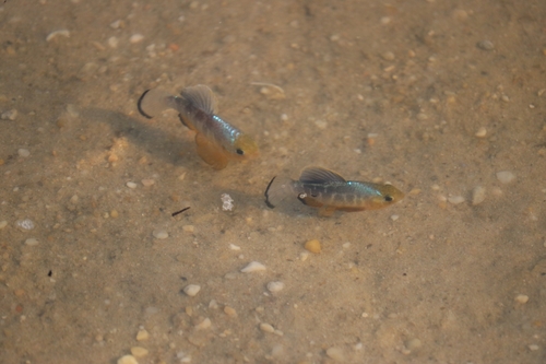 Sheepshead minnow (Cyprinodon variegatus) — Cyprinodontidae — 3