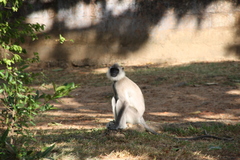 Semnopithecus priam