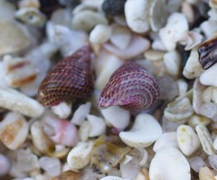 Prothalotia pulcherrima