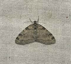 Lobophora nivigerata
