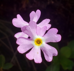 Primula mistassinica