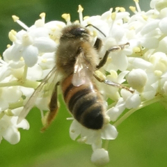 Apis mellifera