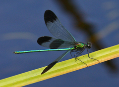 Calopteryx aequabilis