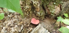Fistulina americana