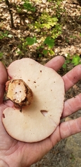 Fistulina americana