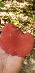 Fistulina americana