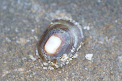 Scutellastra peronii