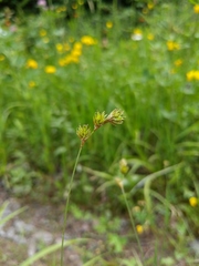 Carex tenera