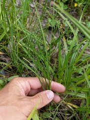 Carex tenera