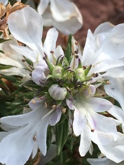 Teucrium laciniatum