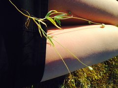 Platystemon californicus