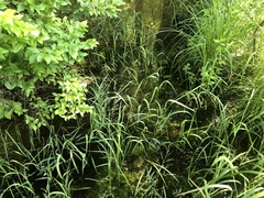 Torreyochloa pallida