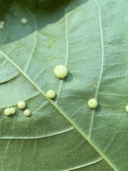 Caryomyia tuberculata