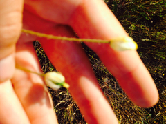 Platystemon californicus