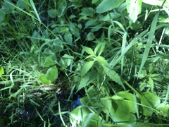 Torreyochloa pallida