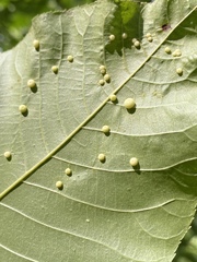 Caryomyia tuberculata