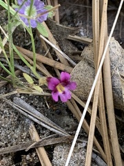 Diplacus kelloggii