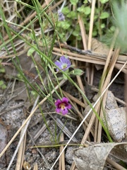 Diplacus kelloggii