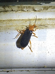 Neopyrochroa flabellata