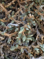 Selaginella watsonii