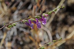 Sairocarpus vexillocalyculatus