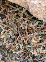 Selaginella watsonii