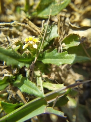 Goodenia pilosa