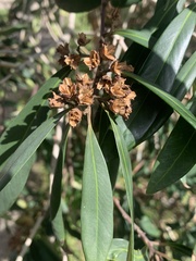 Tristaniopsis laurina