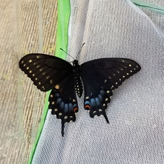 Papilio polyxenes