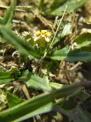 Goodenia pilosa