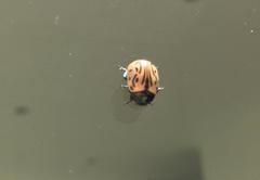 Calligrapha dislocata