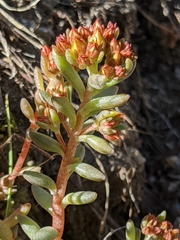 Sedum obtusatum
