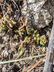 Sedum obtusatum