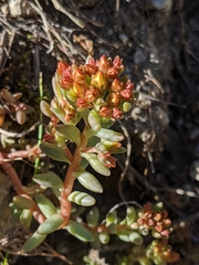 Sedum obtusatum