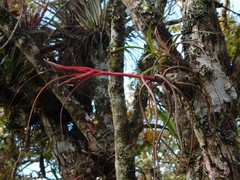 Tillandsia butzii