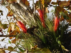 Tillandsia punctulata