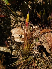 Tillandsia tricolor