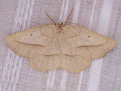 Euchlaena irraria