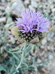 Monardella linoides sierrae