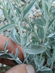 Monardella linoides sierrae