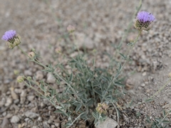 Monardella linoides sierrae