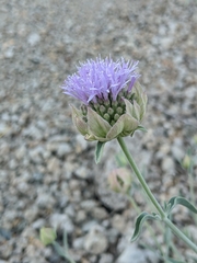 Monardella linoides sierrae