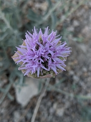 Monardella linoides sierrae