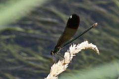 Calopteryx aequabilis
